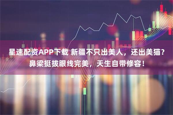 星速配资APP下载 新疆不只出美人,还出美猫?鼻梁挺拔眼线完美,天生自带修容!