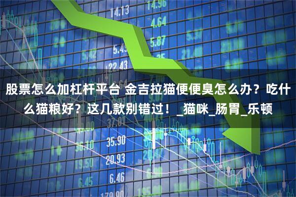 股票怎么加杠杆平台 金吉拉猫便便臭怎么办？吃什么猫粮好？这几款别错过！_猫咪_肠胃_乐顿